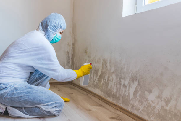 Licensed Black Mold Removal service in Wingate, MD - WQB Mold Removal