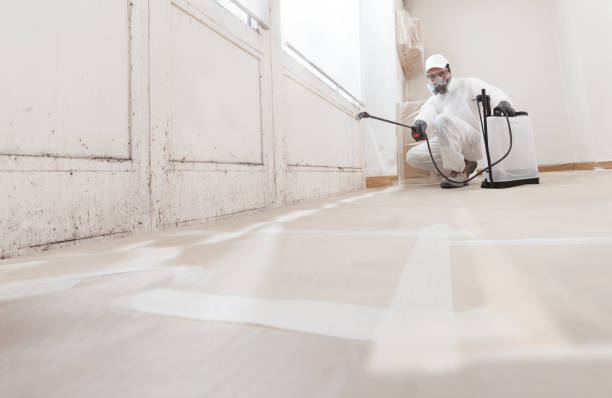 Trusted Black Mold Removal service in Wingate, MD - WQB Mold Removal