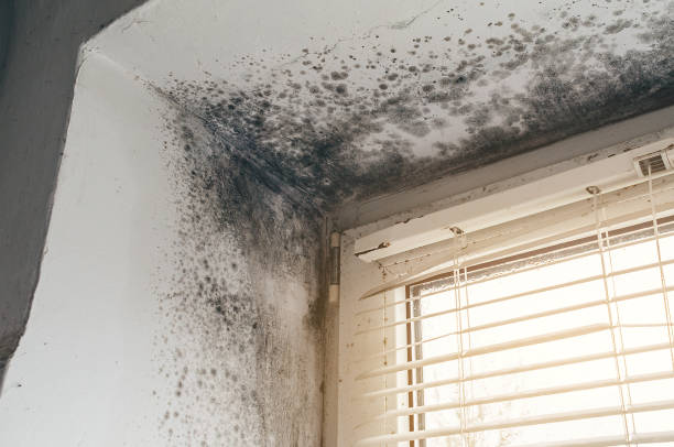 Affordable Black Mold Removal solutions in Wingate, MD